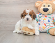 6 week old Havapoo Puppy For Sale - Windy City Pups