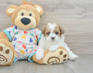 7 week old Havapoo Puppy For Sale - Windy City Pups