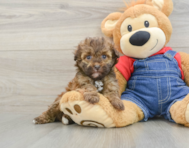 6 week old Havapoo Puppy For Sale - Windy City Pups