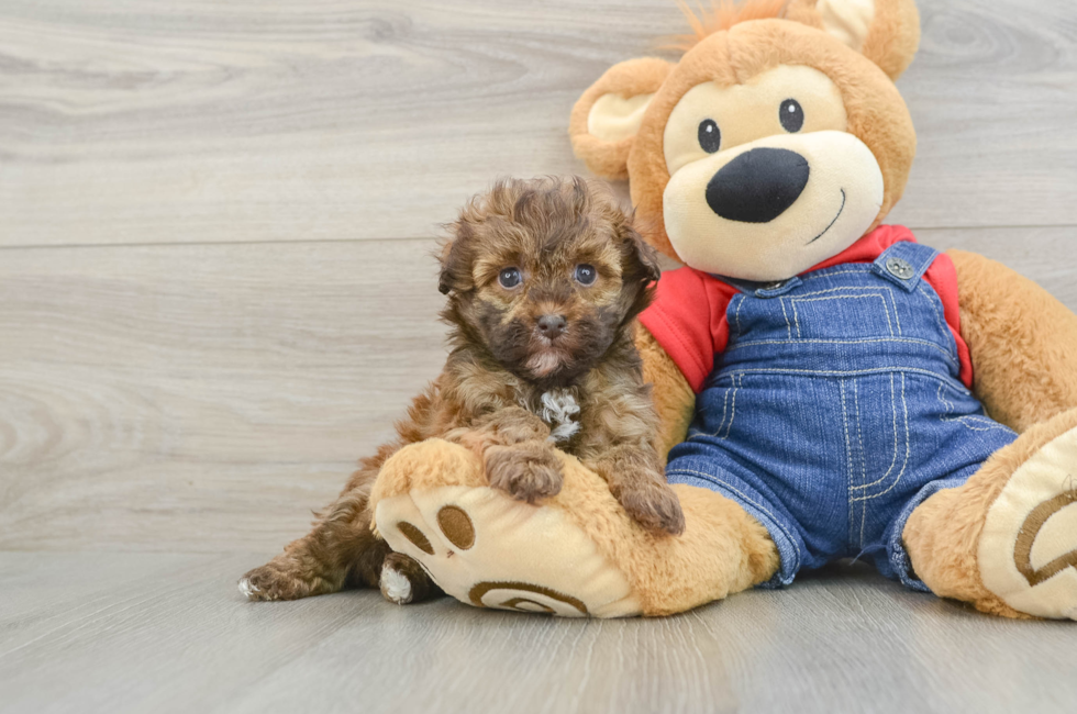6 week old Havapoo Puppy For Sale - Windy City Pups
