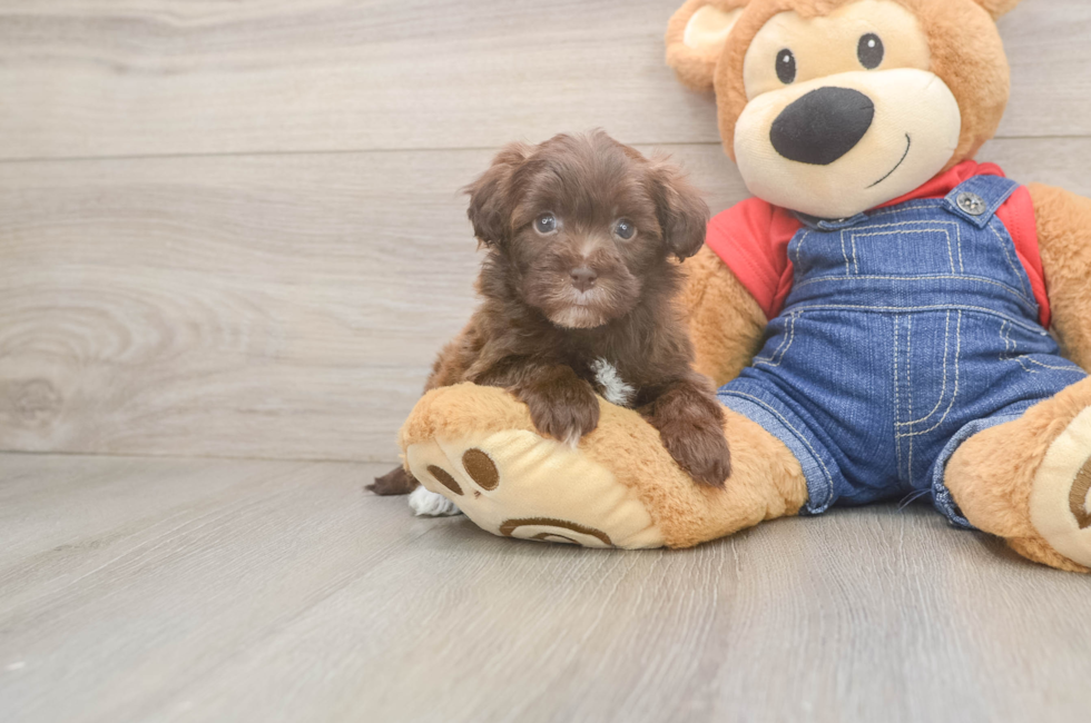 7 week old Havapoo Puppy For Sale - Windy City Pups