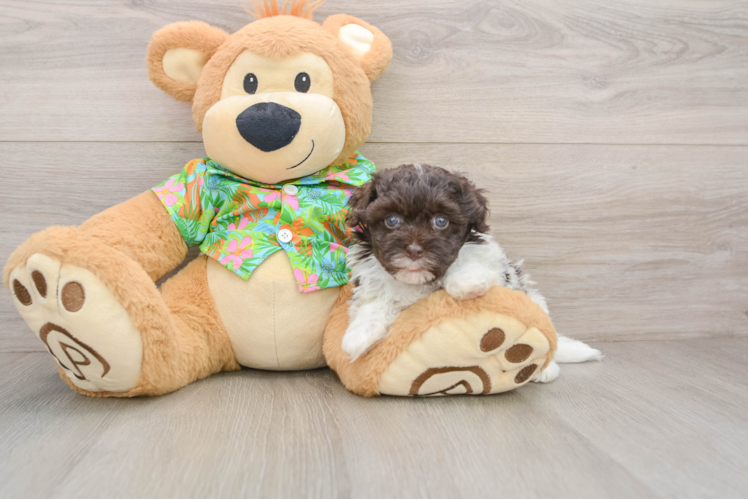 Best Havapoo Baby