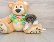 7 week old Havapoo Puppy For Sale - Windy City Pups