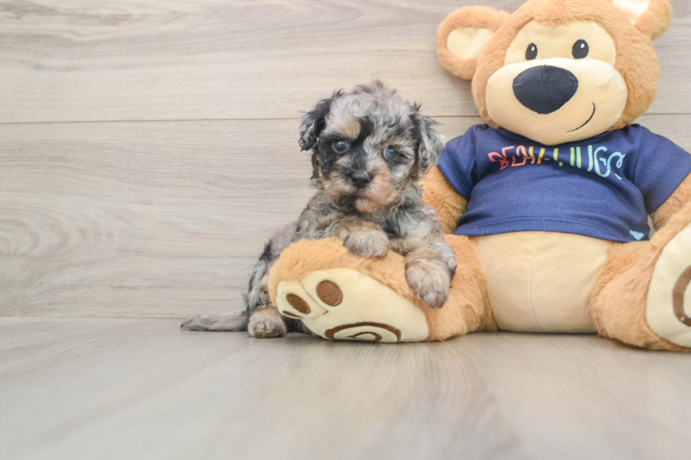 Havapoo Pup Being Cute