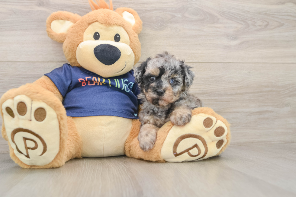 Fluffy Havapoo Poodle Mix Pup