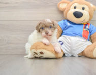 8 week old Havapoo Puppy For Sale - Windy City Pups