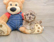 7 week old Havapoo Puppy For Sale - Windy City Pups