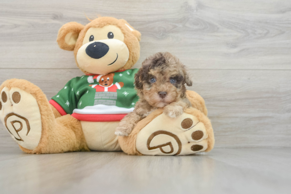 Adorable Havadoodle Poodle Mix Puppy