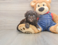 8 week old Havapoo Puppy For Sale - Windy City Pups