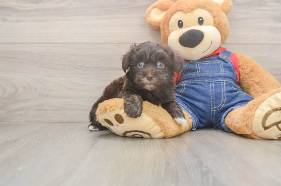 7 week old Havapoo Puppy For Sale - Windy City Pups