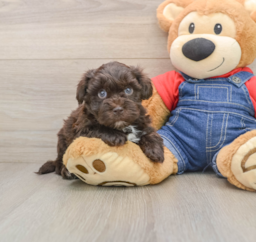 8 week old Havapoo Puppy For Sale - Windy City Pups