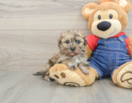 6 week old Havapoo Puppy For Sale - Windy City Pups