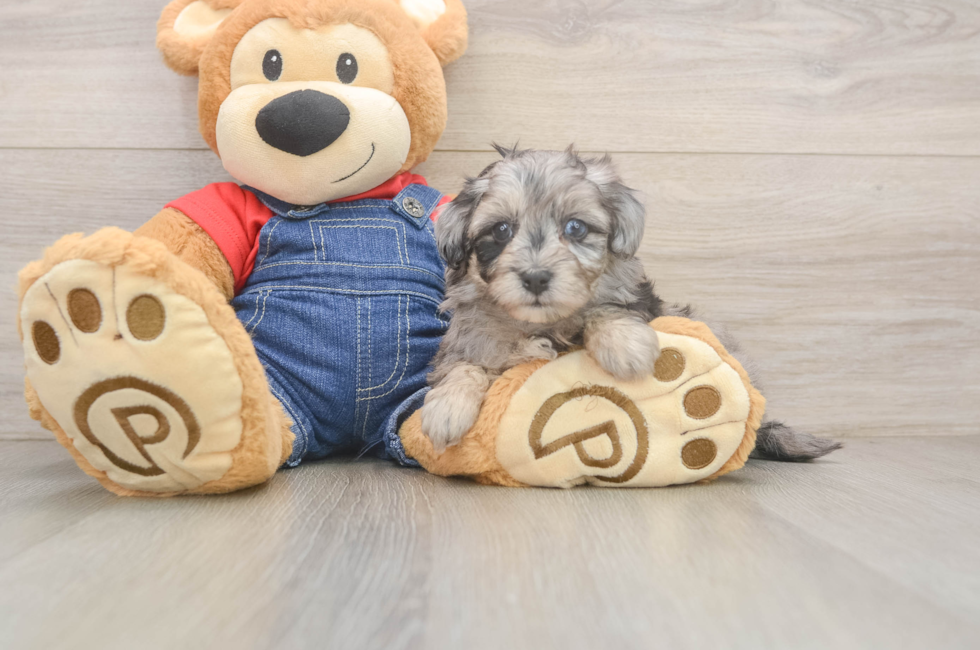 7 week old Havapoo Puppy For Sale - Windy City Pups