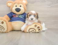 7 week old Havapoo Puppy For Sale - Windy City Pups