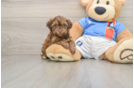 Havapoo Puppy for Adoption