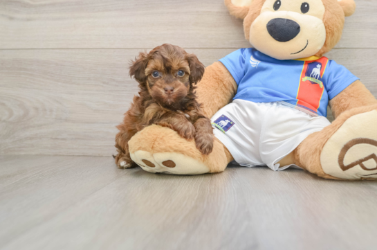 Havapoo Puppy for Adoption