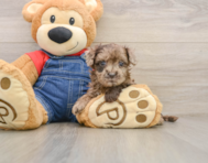 7 week old Havapoo Puppy For Sale - Windy City Pups