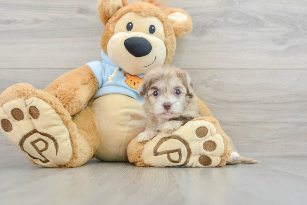 Little Havadoodle Poodle Mix Puppy