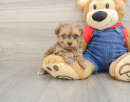 6 week old Havapoo Puppy For Sale - Windy City Pups