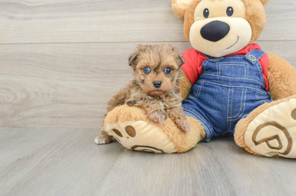 6 week old Havapoo Puppy For Sale - Windy City Pups