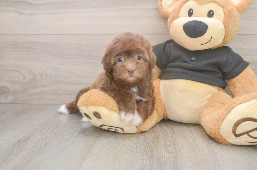 6 week old Havapoo Puppy For Sale - Windy City Pups