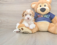 8 week old Havapoo Puppy For Sale - Windy City Pups