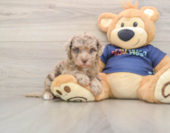 8 week old Havapoo Puppy For Sale - Windy City Pups