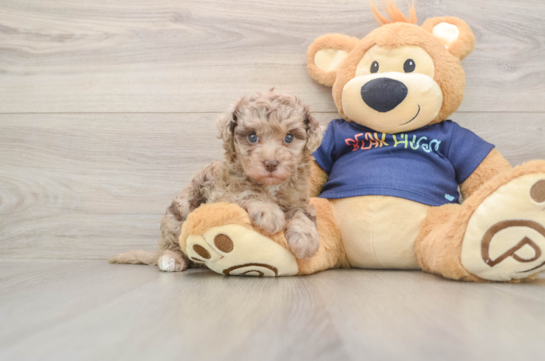 Havapoo Pup Being Cute