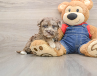 7 week old Havapoo Puppy For Sale - Windy City Pups