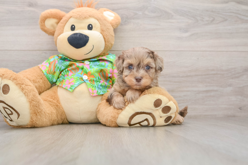 Havapoo Pup Being Cute