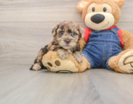 7 week old Havapoo Puppy For Sale - Windy City Pups