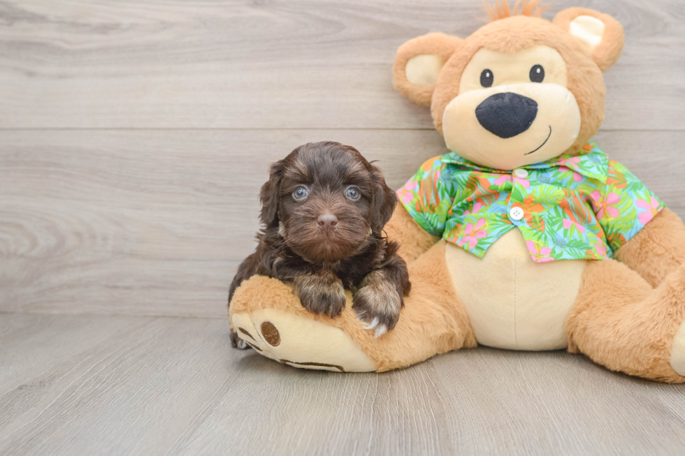 Adorable Havadoodle Poodle Mix Puppy