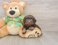 7 week old Havapoo Puppy For Sale - Windy City Pups