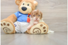 Playful Havadoodle Poodle Mix Puppy