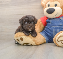 8 week old Havapoo Puppy For Sale - Windy City Pups