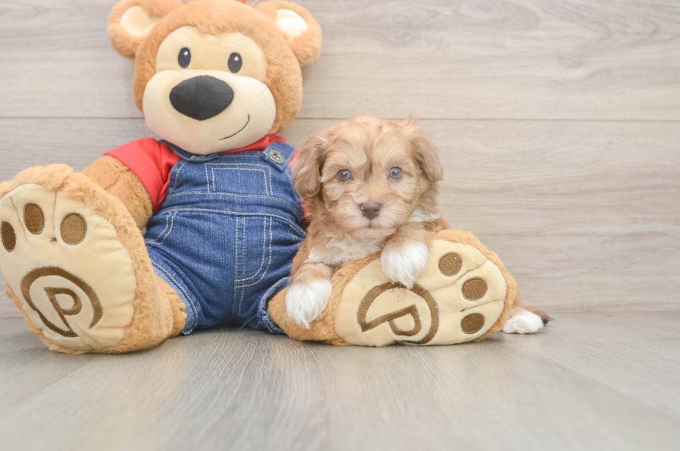 7 week old Havapoo Puppy For Sale - Windy City Pups