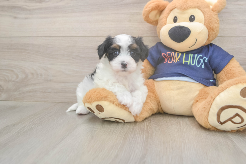 Havapoo Pup Being Cute