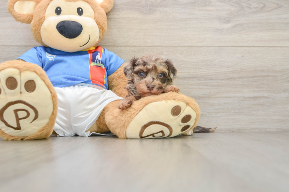 Petite Havapoo Poodle Mix Pup