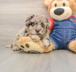 8 week old Havapoo Puppy For Sale - Windy City Pups