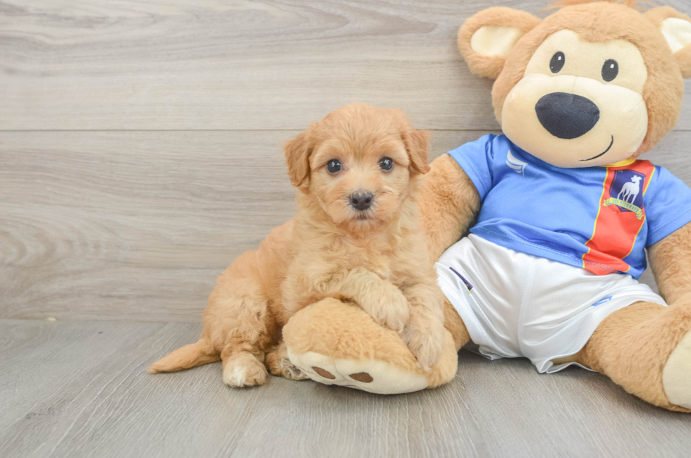 6 week old Havapoo Puppy For Sale - Windy City Pups