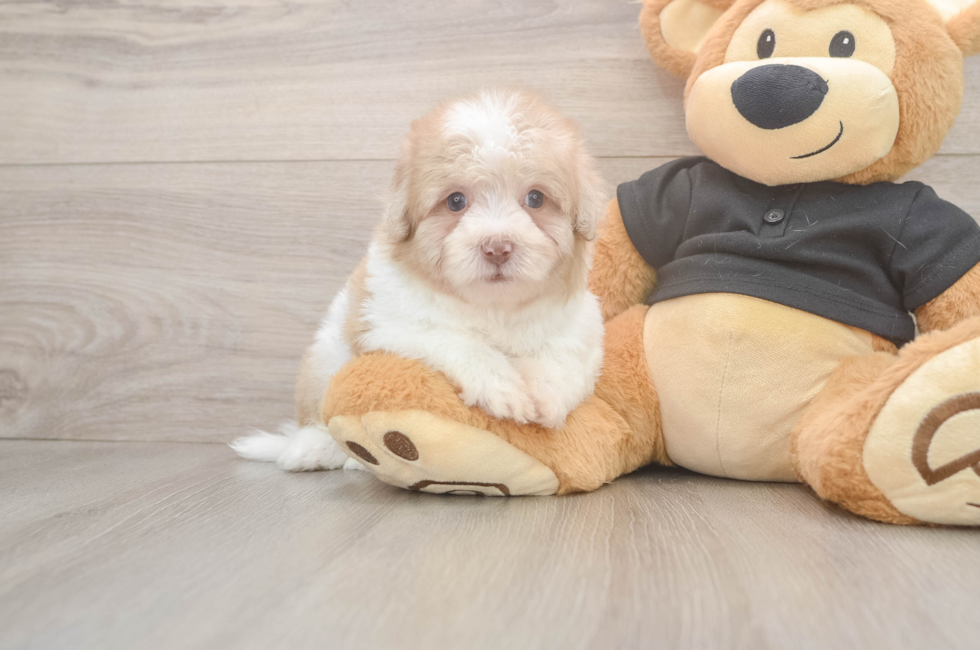 6 week old Havapoo Puppy For Sale - Windy City Pups