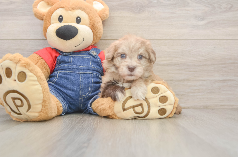 7 week old Havapoo Puppy For Sale - Windy City Pups