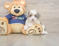 7 week old Havapoo Puppy For Sale - Windy City Pups