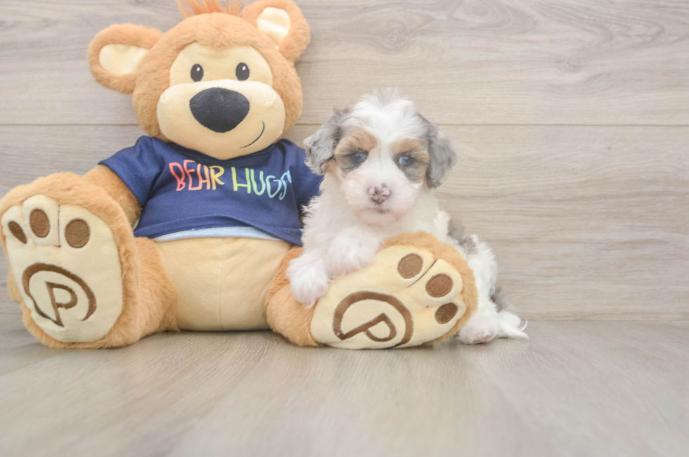 5 week old Havapoo Puppy For Sale - Windy City Pups