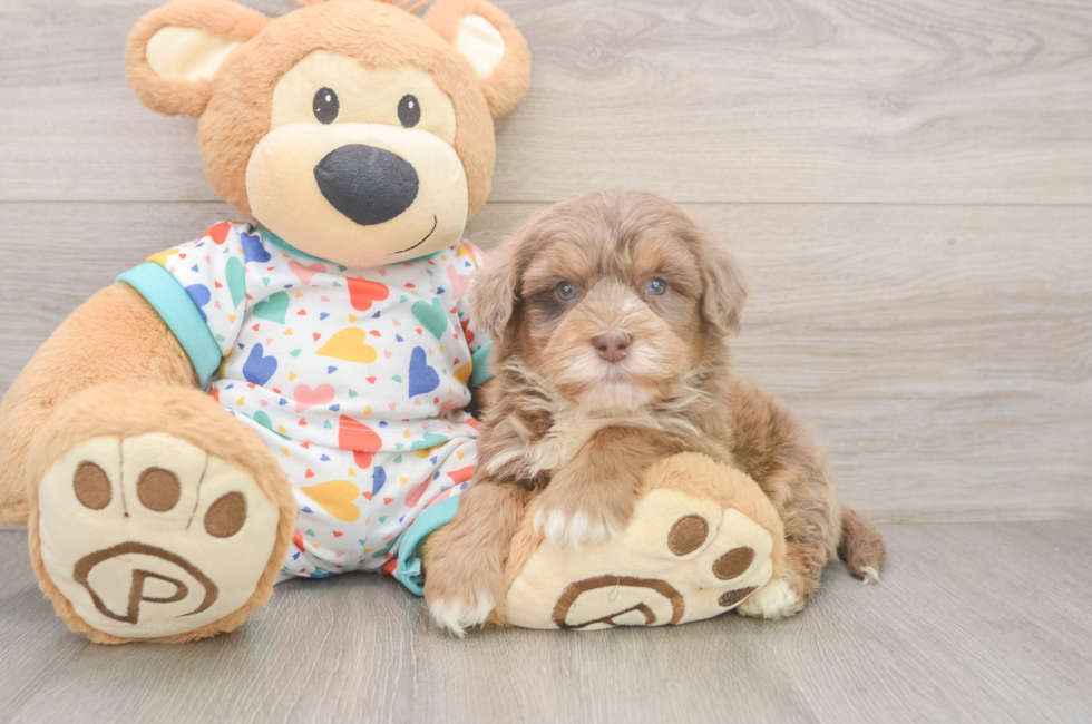6 week old Havapoo Puppy For Sale - Windy City Pups