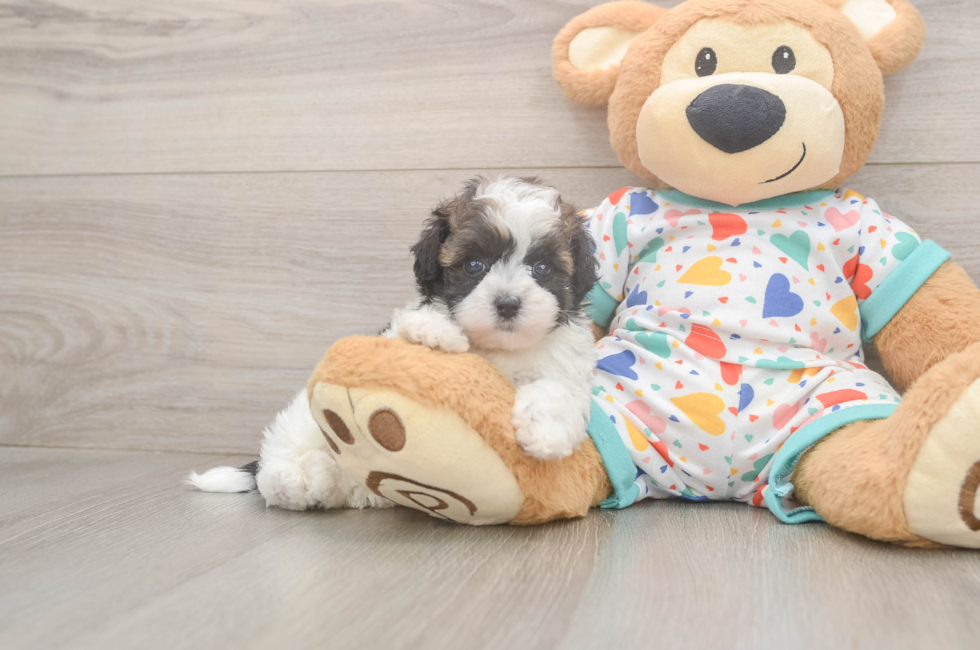 5 week old Havapoo Puppy For Sale - Windy City Pups
