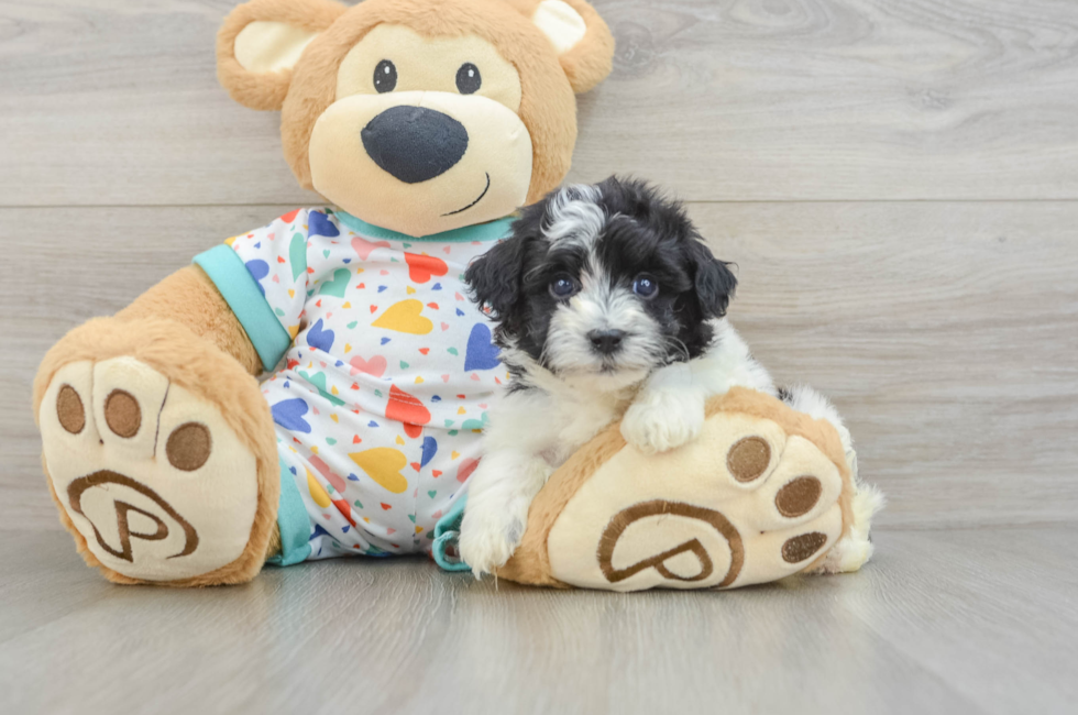 5 week old Havapoo Puppy For Sale - Windy City Pups