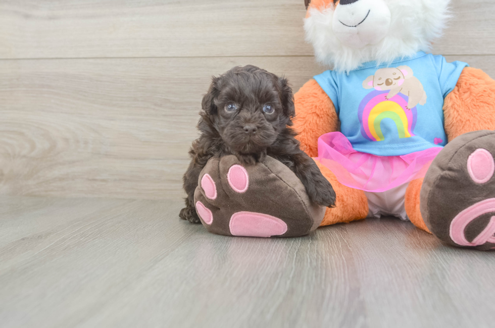5 week old Havapoo Puppy For Sale - Windy City Pups