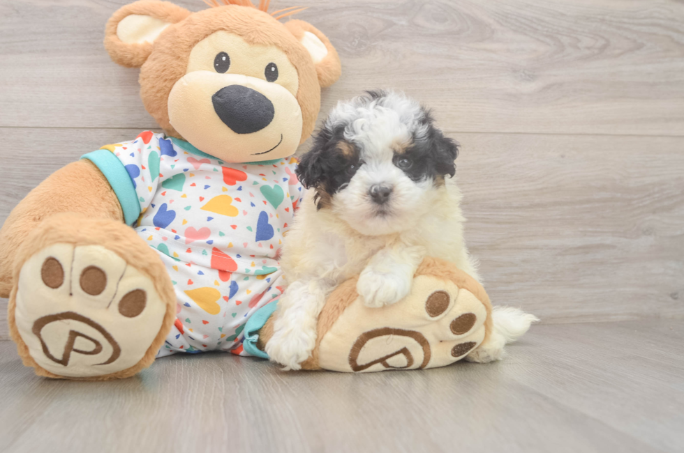 6 week old Havapoo Puppy For Sale - Windy City Pups