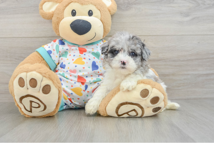 Havapoo Pup Being Cute